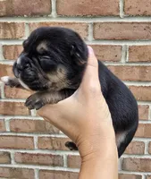 Sage, a female French Bulldog and Pomsky for sale in LaPorte, IN – 4 of 4