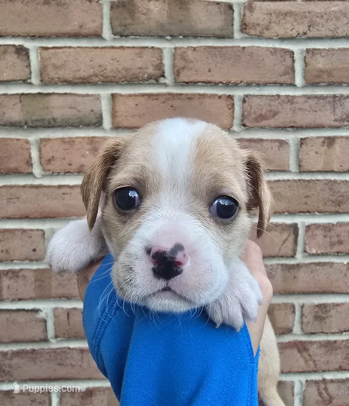 Poppy – Cocker Spaniel, Pomsky puppy for sale in LaPorte, IN