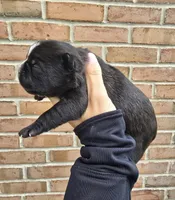 Mercedes, a female French Bulldog and Siberian Husky for sale in LaPorte, IN – Photo 3 of 4