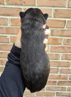 Mercedes, a female French Bulldog and Siberian Husky for sale in LaPorte, IN – Photo 2 of 4