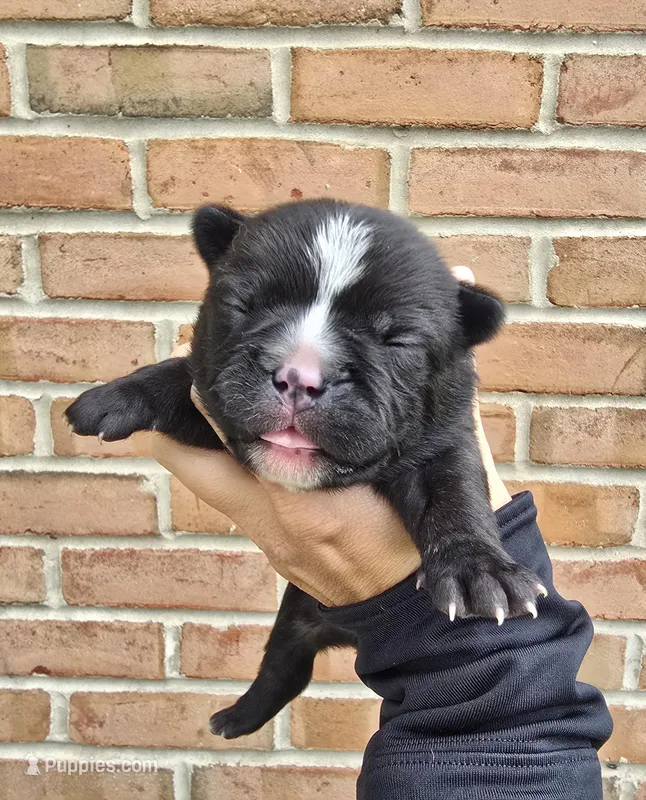 Mercedes – French Bulldog, Siberian Husky puppy for sale in LaPorte, IN