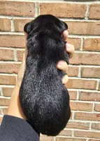 Ivy, a female French Bulldog and Pomsky for sale in LaPorte, IN – 3 of 5