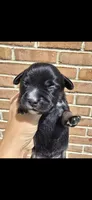 Ivy, a female French Bulldog and Pomsky for sale in LaPorte, IN – 2 of 5