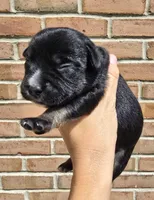 Ivy, a female French Bulldog and Pomsky for sale in LaPorte, IN – 1 of 5