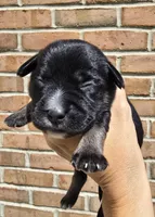 Ivy, a female French Bulldog and Pomsky for sale in LaPorte, IN – 4 of 5
