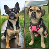Ivy, a female French Bulldog and Pomsky for sale in LaPorte, IN – 5 of 5