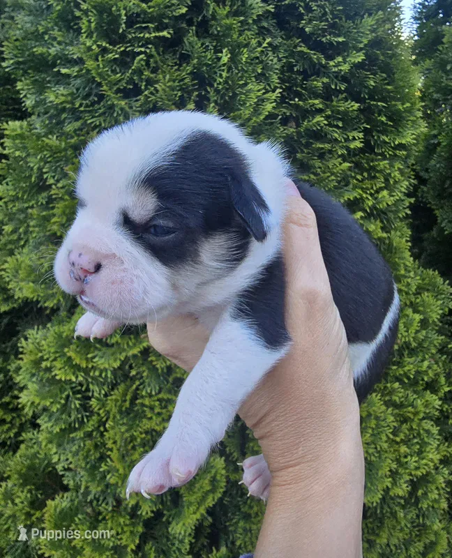 Juniper  – French Bulldog, Pomsky puppy for sale in LaPorte, IN