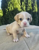 Red, a male Cocker Spaniel and Pomsky for sale in LaPorte, IN – Photo 1 of 2