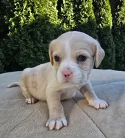 Red, a male Cocker Spaniel and Pomsky for sale in LaPorte, IN – Photo 2 of 2