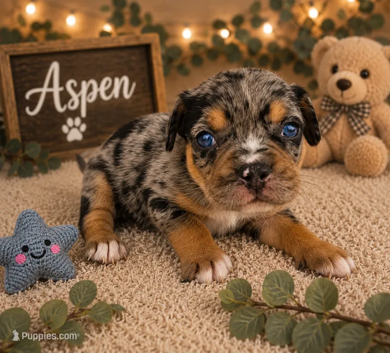 Aspen – French Bulldog, Pomsky puppy on hold in LaPorte, IN