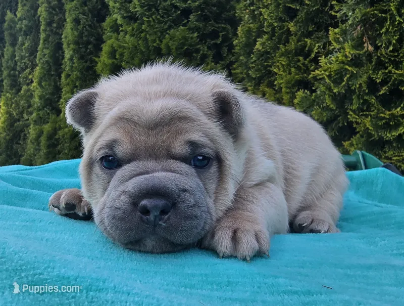 Bentley – French Bulldog, Siberian Husky puppy for sale in LaPorte, IN