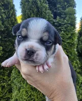 River, a male French Bulldog and Pomsky for sale in LaPorte, IN – 2 of 4