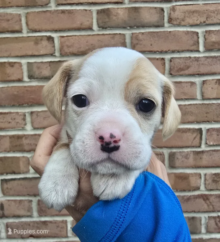 Posy – Cocker Spaniel, Pomsky puppy for sale in LaPorte, IN