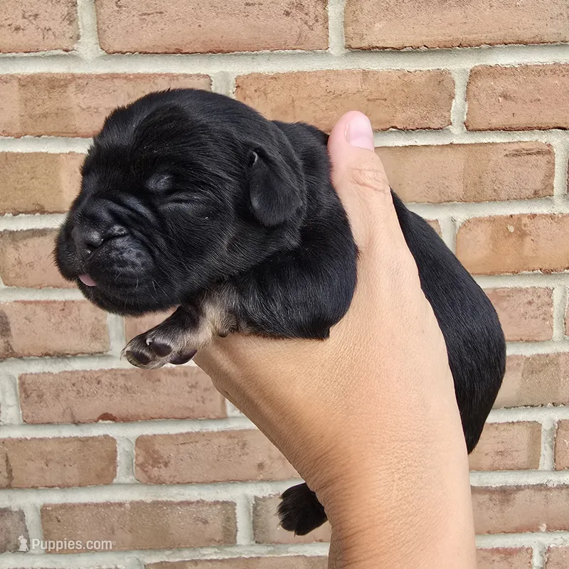 Iris – Cocker Spaniel, Pomsky puppy for sale in LaPorte, IN
