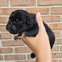 Iris, a female Cocker Spaniel and Pomsky for sale in LaPorte, IN – 1 of 5