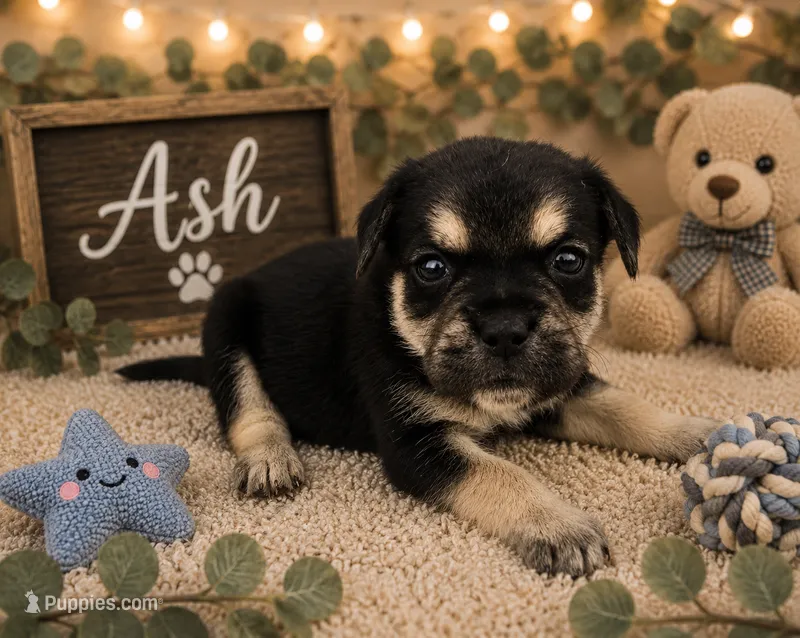 Ash – French Bulldog, Pomsky puppy on hold in LaPorte, IN