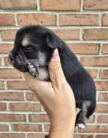 Ash, a male French Bulldog and Pomsky for sale in LaPorte, IN – 3 of 4