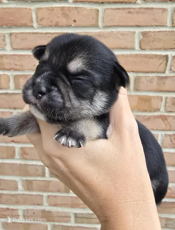 Ash – French Bulldog, Pomsky puppy for sale in LaPorte, IN