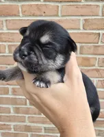 Ash, a male French Bulldog and Pomsky for sale in LaPorte, IN – 1 of 4