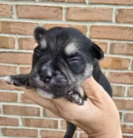 Ash, a male French Bulldog and Pomsky for sale in LaPorte, IN – 2 of 4