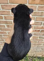 Ash, a male French Bulldog and Pomsky for sale in LaPorte, IN – 4 of 4