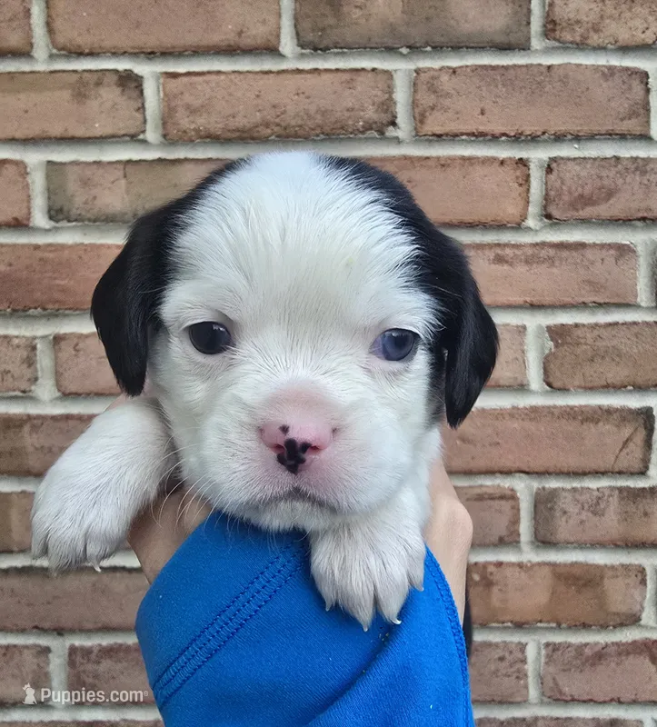 Oakley – Cocker Spaniel, Pomsky puppy for sale in LaPorte, IN