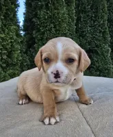 Hot pink, a female Cocker Spaniel and Pomsky for sale in LaPorte, IN – Photo 2 of 3