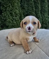 Hot pink, a female Cocker Spaniel and Pomsky for sale in LaPorte, IN – Photo 3 of 3