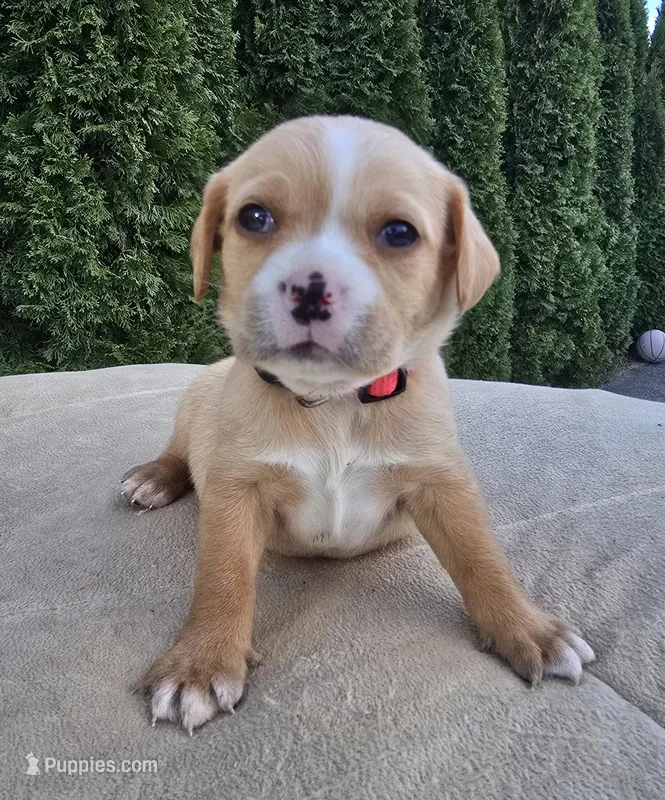Hot pink – Cocker Spaniel, Pomsky puppy for sale in LaPorte, IN