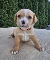 Hot pink, a female Cocker Spaniel and Pomsky for sale in LaPorte, IN – Photo 1 of 3