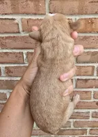 Dahlia, a female Cocker Spaniel and Pomsky for sale in LaPorte, IN – 2 of 5