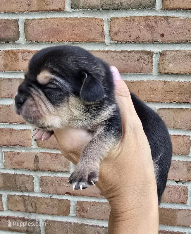 Storm – French Bulldog, Pomsky puppy for sale in LaPorte, IN