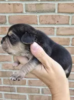 Storm, a female French Bulldog and Pomsky for sale in LaPorte, IN – 4 of 4