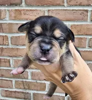 Storm, a female French Bulldog and Pomsky for sale in LaPorte, IN – 3 of 4