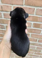 Storm, a female French Bulldog and Pomsky for sale in LaPorte, IN – 2 of 4