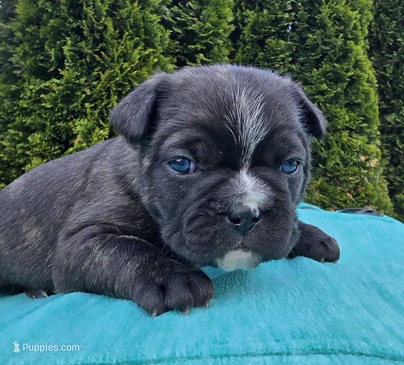 Mercedes – French Bulldog, Siberian Husky puppy on hold in LaPorte, IN