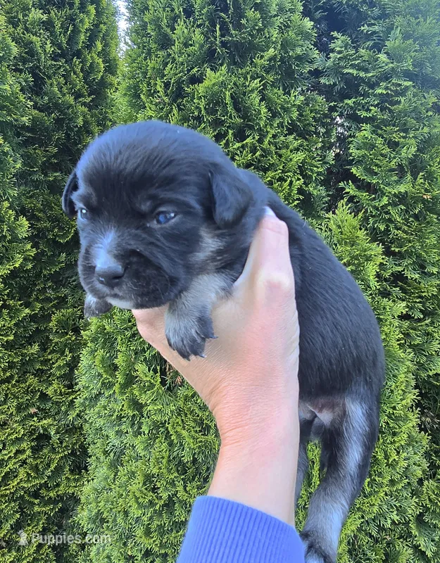 Ivy – French Bulldog, Pomsky puppy for sale in LaPorte, IN
