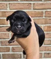 Iris, a female Cocker Spaniel and Pomsky for sale in LaPorte, IN – 4 of 5