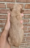 Hazel, a female Cocker Spaniel and Pomsky for sale in LaPorte, IN – 2 of 5