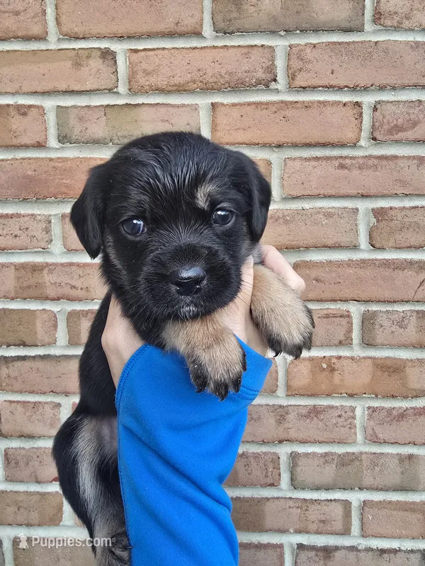 Daisy – Cocker Spaniel, Pomsky puppy for sale in LaPorte, IN