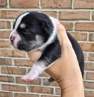 Willow, a female French Bulldog and Pomsky for sale in LaPorte, IN – 1 of 3