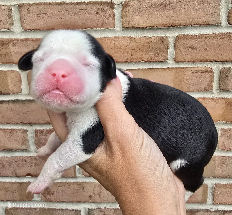 Oakley – Cocker Spaniel, Pomsky puppy for sale in LaPorte, IN