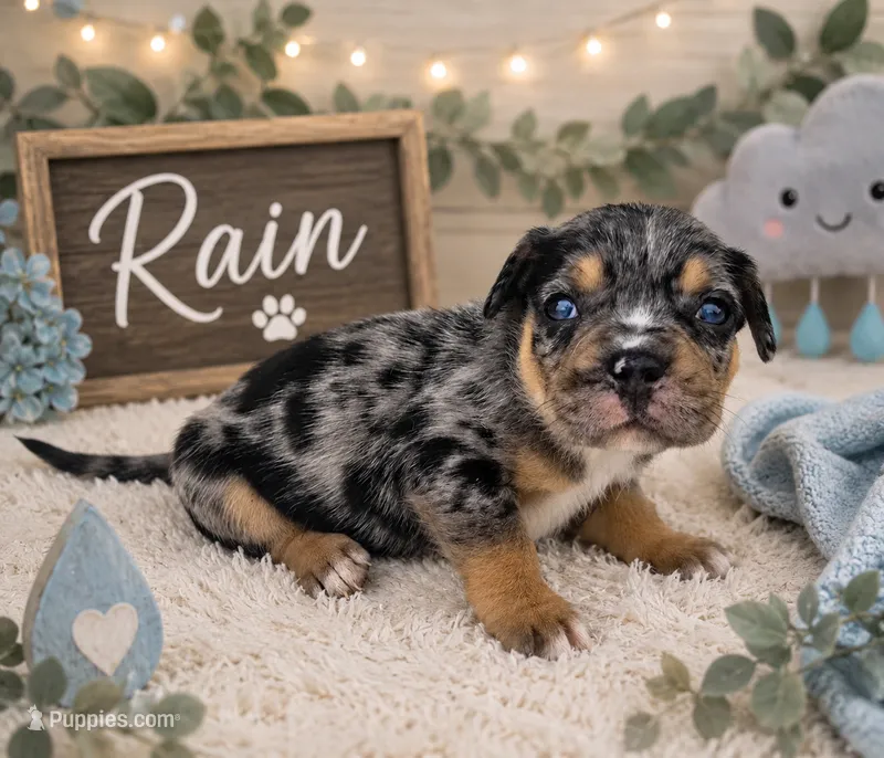 Rain – French Bulldog, Pomsky puppy on hold in LaPorte, IN