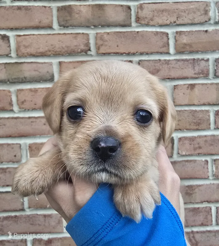 Hazel – Cocker Spaniel, Pomsky puppy for sale in LaPorte, IN