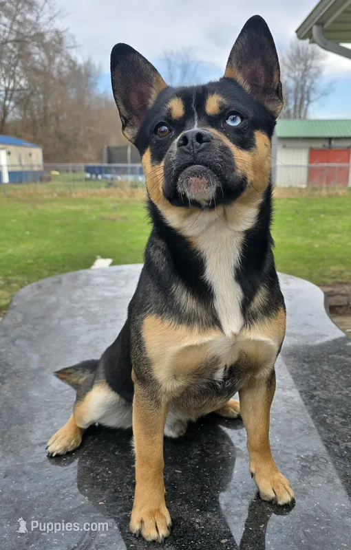 Enzo – French Bulldog, Pomsky puppy for sale in LaPorte, IN