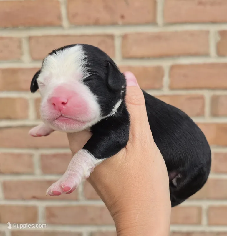 Clover – Cocker Spaniel, Pomsky puppy for sale in LaPorte, IN