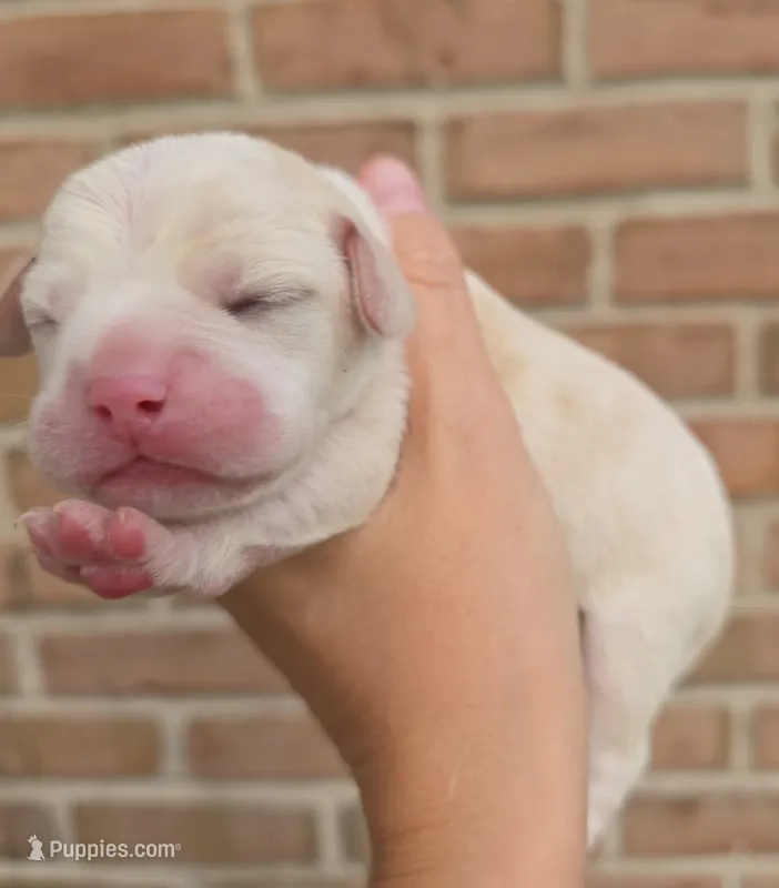 Posy – Cocker Spaniel, Pomsky puppy for sale in LaPorte, IN