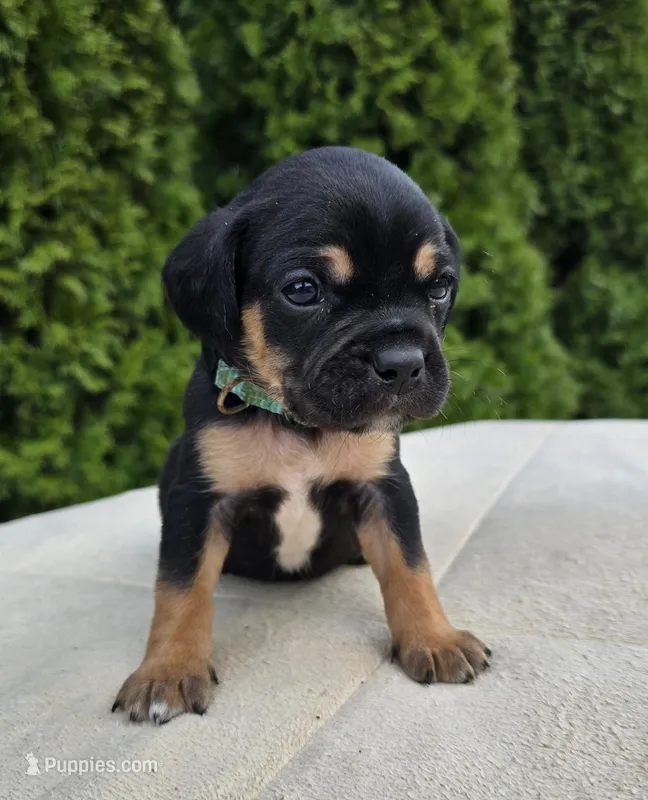 Teal – Cocker Spaniel, Pomsky puppy for sale in LaPorte, IN