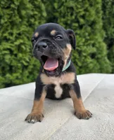 Teal, a male Cocker Spaniel and Pomsky for sale in LaPorte, IN – Photo 3 of 3