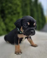 Teal, a male Cocker Spaniel and Pomsky for sale in LaPorte, IN – Photo 2 of 3